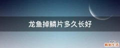龙鱼掉鳞片多久长好