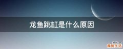 龙鱼跳缸是什么原因