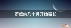 罗威纳几个月开始猛长