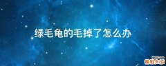 绿毛龟的毛掉了怎么办