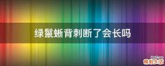 绿鬣蜥背刺断了会长吗