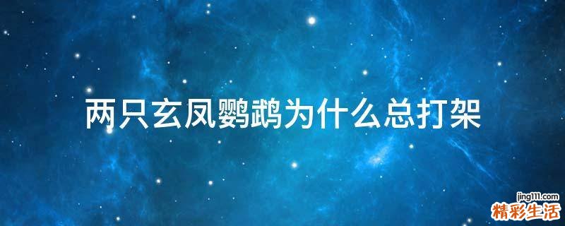 两只玄凤鹦鹉为什么总打架