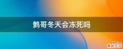 鹩哥冬天会冻死吗