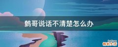 鹩哥说话不清楚怎么办