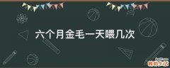 六个月金毛一天喂几次