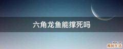 六角龙鱼能撑死吗