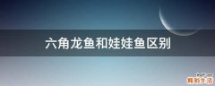 六角龙鱼和娃娃鱼区别