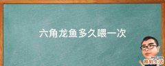 六角龙鱼多久喂一次