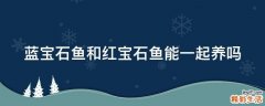 蓝宝石鱼和红宝石鱼能一起养吗