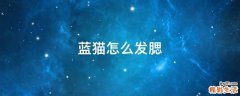 蓝猫怎么发腮