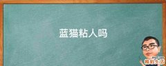 蓝猫粘人吗