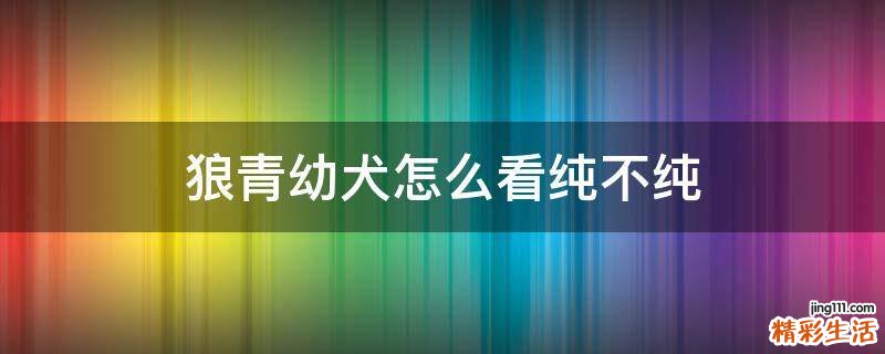 狼青幼犬怎么看纯不纯