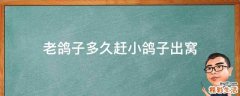 老鸽子多久赶小鸽子出窝