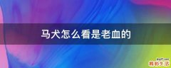 马犬怎么看是老血的
