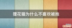 狸花猫为什么不喜欢被抱