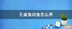 孔雀鱼幼鱼怎么养