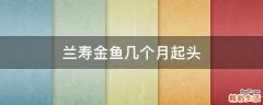 兰寿金鱼几个月起头