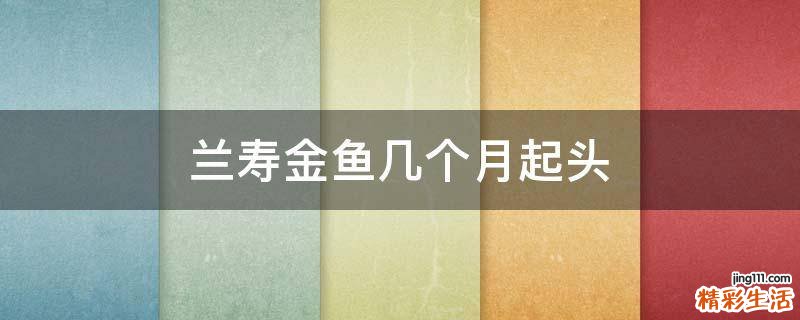兰寿金鱼几个月起头