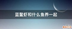 蓝鳌虾和什么鱼养一起