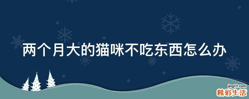 两个月大的猫咪不吃东西怎么办