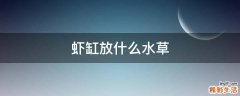 虾缸放什么水草