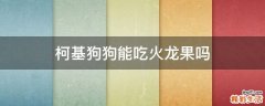 柯基狗狗能吃火龙果吗