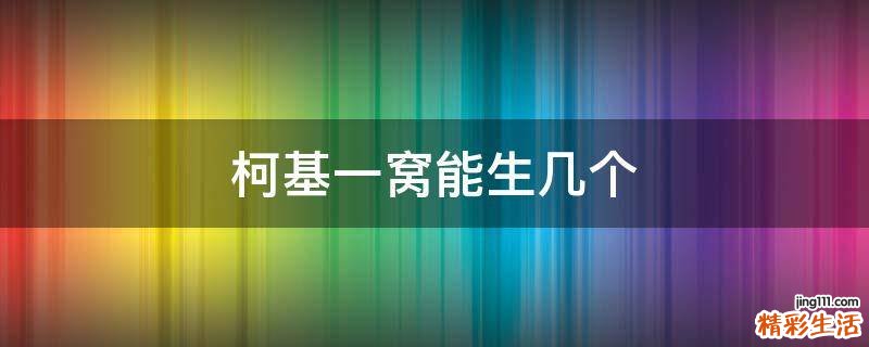 柯基一窝能生几个