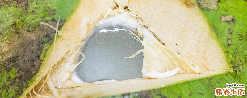 椰子肉冷冻能放多久 椰子肉冷藏还是冷冻