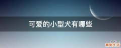 可爱的小型犬有哪些