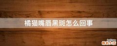 橘猫嘴唇黑斑怎么回事