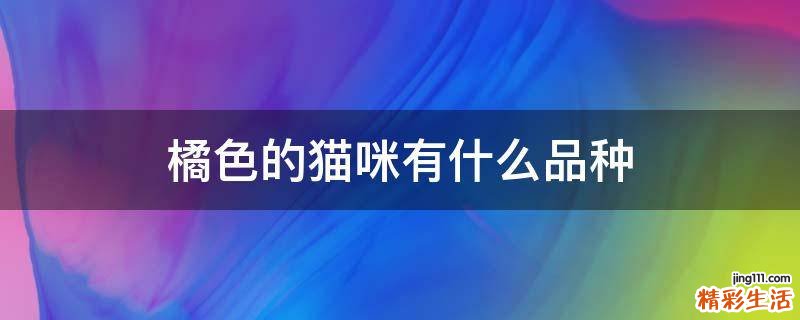 橘色的猫咪有什么品种