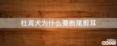 杜宾犬为什么要断尾剪耳
