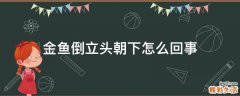 金鱼倒立头朝下怎么回事