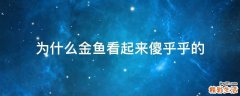 为什么金鱼看起来傻乎乎的