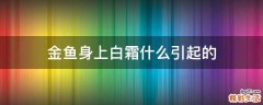 金鱼身上白霜什么引起的