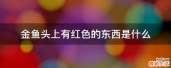 金鱼头上有红色的东西是什么