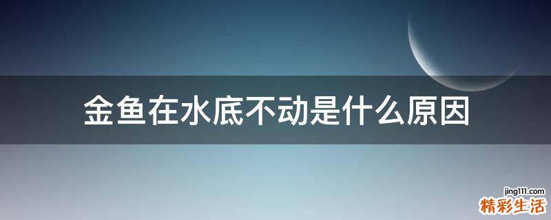 金鱼在水底不动是什么原因