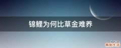 锦鲤为何比草金难养