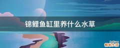 锦鲤鱼缸里养什么水草