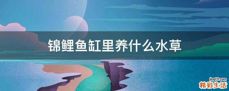 锦鲤鱼缸里养什么水草