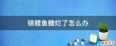 锦鲤鱼鳍烂了怎么办
