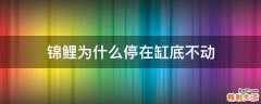锦鲤为什么停在缸底不动