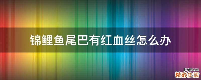锦鲤鱼尾巴有红血丝怎么办