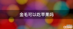 金毛可以吃苹果吗