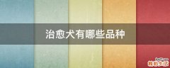治愈犬有哪些品种