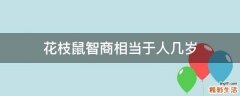 花枝鼠智商相当于人几岁