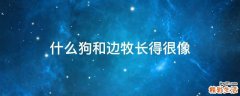 什么狗和边牧长得很像