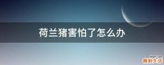 荷兰猪害怕了怎么办