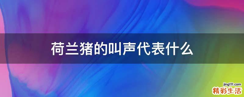 荷兰猪的叫声代表什么