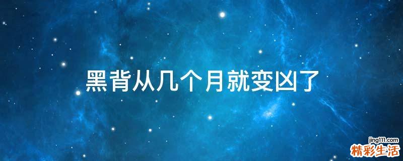 黑背从几个月就变凶了